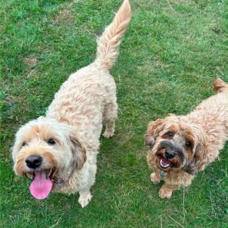 Two doodles on the grass mid-walk