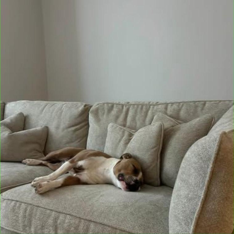 A dog fast asleep on the sofa during a sit