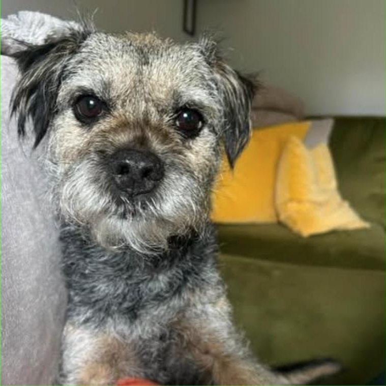 A border terrier close up