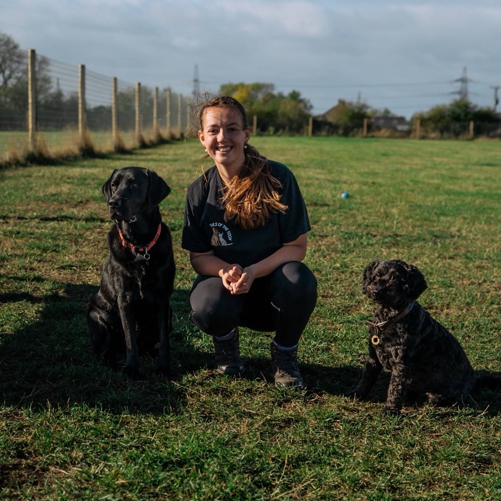 A Tails of the Toon walker crouching between a black Labrador and a black cockapoo