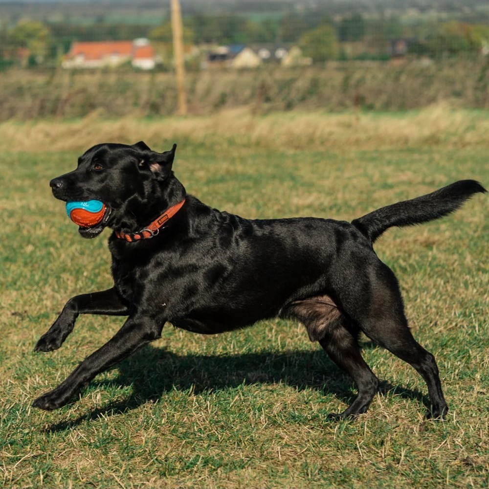 A black Labrador running with a ball in a field