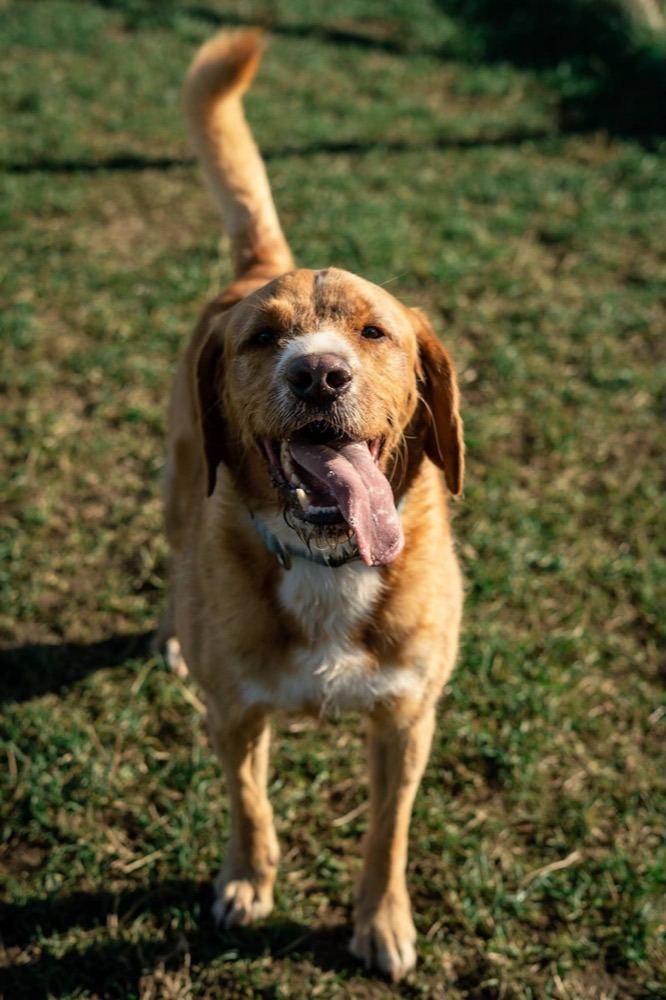 A happy golden dog trotting towards the camera, tongue out
